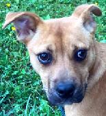 Odie