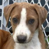 34 Pit mix Pups